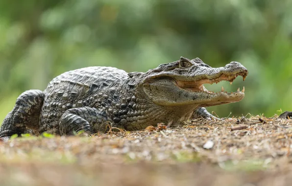 Nature, crocodile, reptile