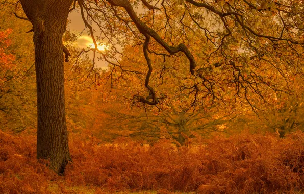 Autumn, trees, Park, England, London, fern, oak, London