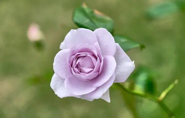 Picture rose, Bud, lilac, bokeh