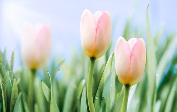 Drops, flowers, background, spring, tulips, gentle, pink, buds