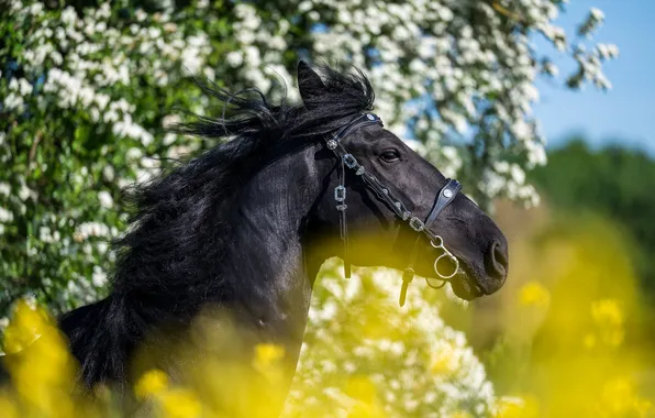 Look, face, flowers, branches, tree, horse, the wind, black