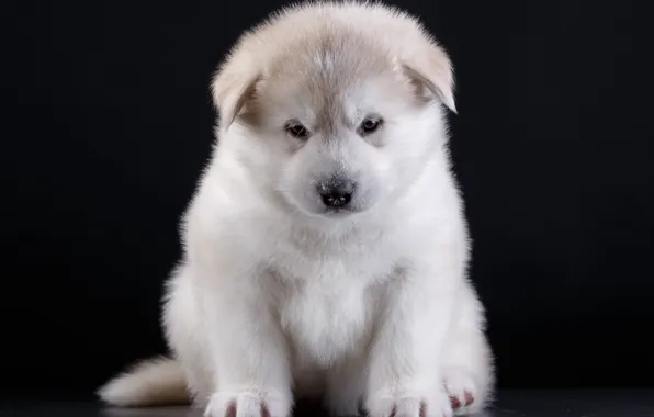 Puppy, breed, Akita