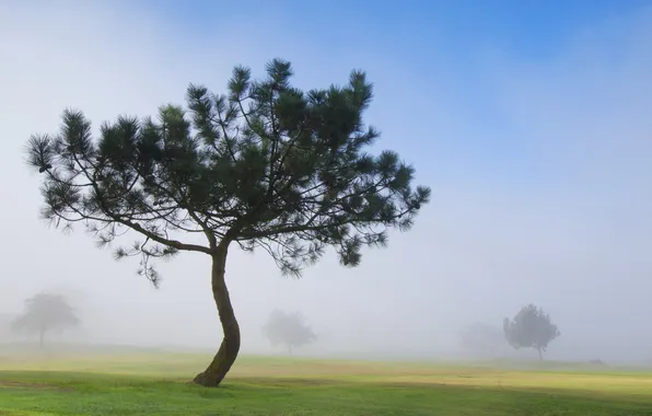 Picture field, fog, tree