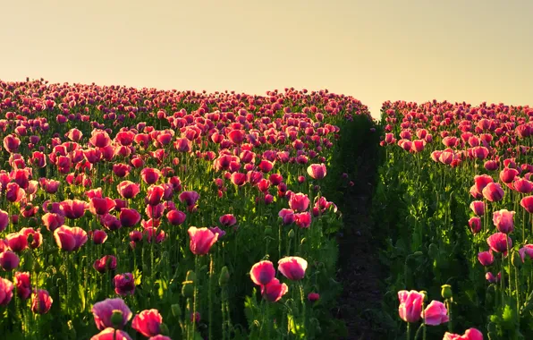 Field, summer, flowers, Wallpaper, Maki, track, path