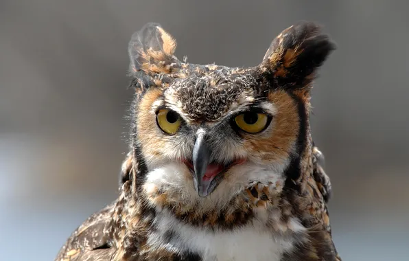 Owl, bird, head, feathers, beak