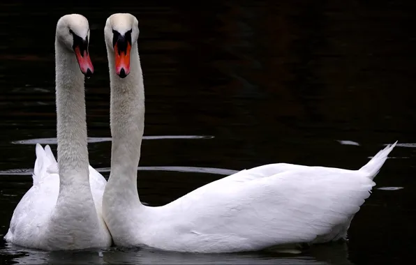Swans Wallpapers - Wallpaper Cave
