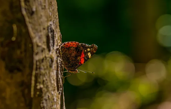 Picture trees, butterfly, trunk, bokeh