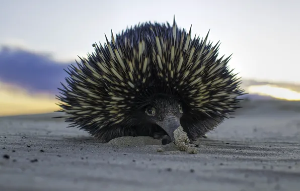 Picture sand, needles, animal, echidna