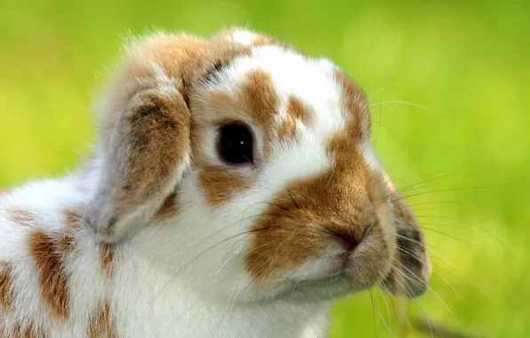 Picture animals, rabbit, fold