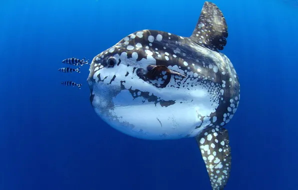 The ocean, Canary Islands, Tenerife, ordinary moon-fish