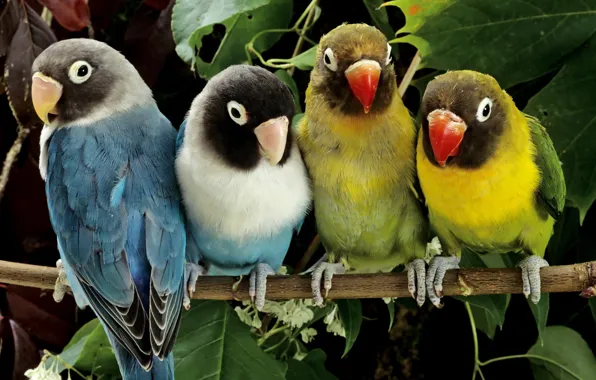 Color, birds, paint, parrots