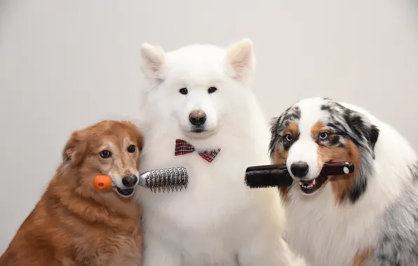 Look, pose, dog, white, face, Samoyed