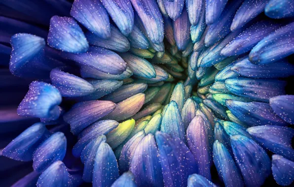 Flower, macro, pollen, petals, middle