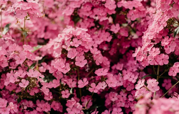 Flowers, Nature, Pink, Plant, Plants, Nature, Beautiful, Flower