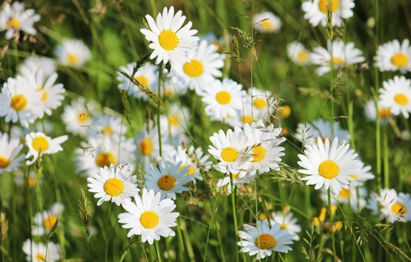 Summer, light, flowers, glade, chamomile, spikelets, white, a lot