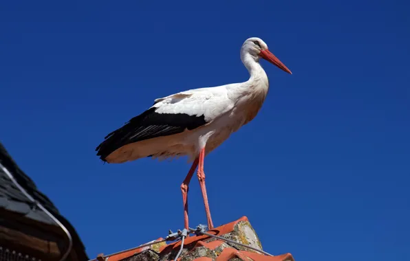 The sky, bird, stork