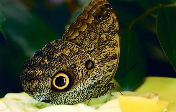 Macro, butterfly, wings, beautiful, closeup