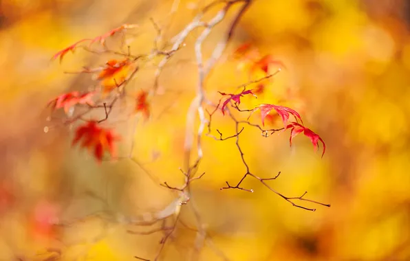 Autumn, leaves, nature