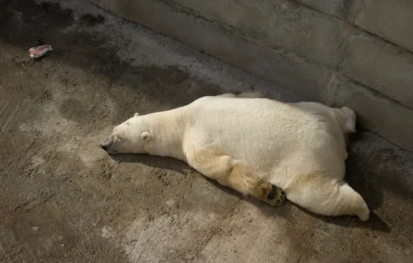 Picture sleep, paws, meat, polar bear