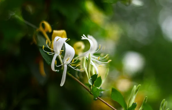 Picture flowers, bokeh, lemongrass