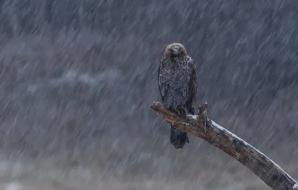 Nature, snow, birds, gray and black eagle, animals in the wild 1