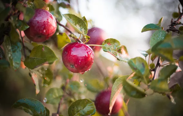 Wet, apples, fruit, Apple