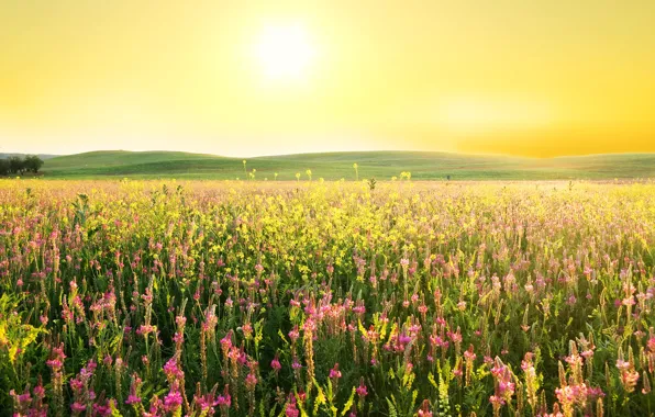 Field, the sky, grass, the sun, flowers, hills, lupins