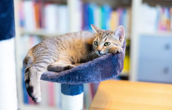 Cat, kitty, table, books, lies, fur, face, stand