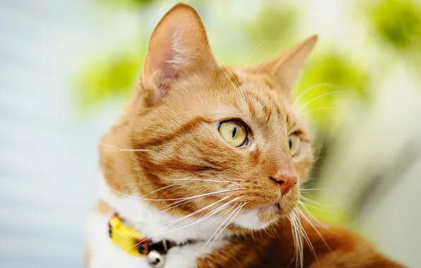 Cat, cat, look, nature, pose, portrait, red, collar