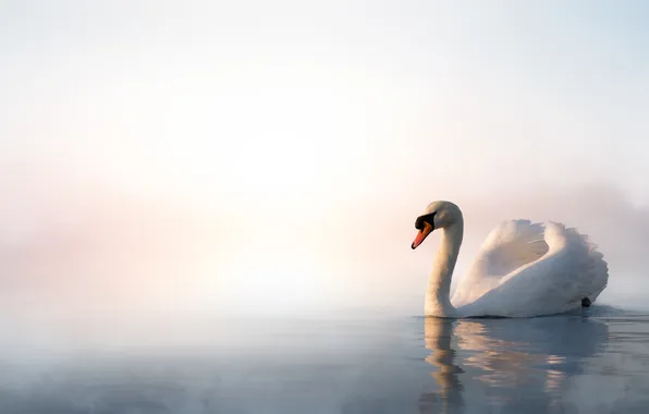 Bird, white background, Swan