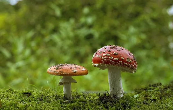 Forest, mushrooms, moss, Amanita