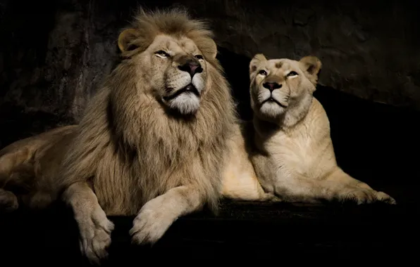 Picture background, stay, Leo, pair, lioness