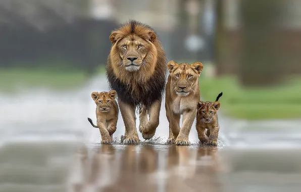 WATER, LEO, DROPS, TIGER, SQUIRT, FAMILY, CATS, TIGER CUB