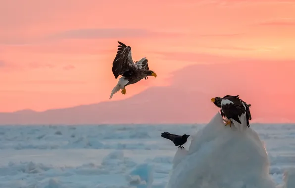 Winter, the sky, snow, flight, sunset, birds, pose, eagle