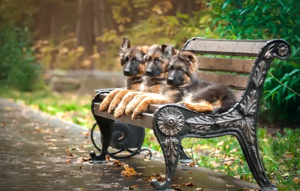 Picture bench, Park, puppies, trio, shepherd