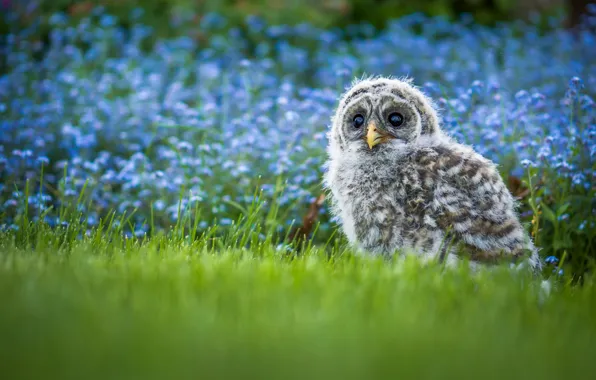 Grass, flowers, owl, bird, chick, bokeh, A barred owl