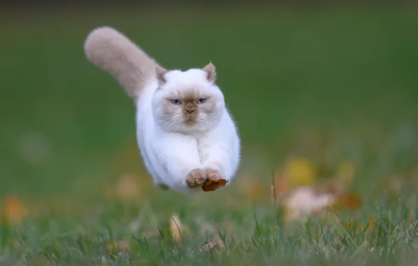 Jump, fallen leaves, fluffy cat