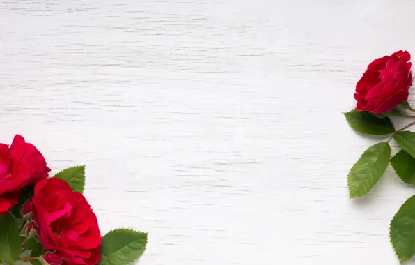 Red, wood, flowers, roses, red roses