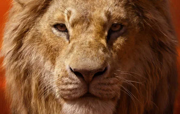 Picture look, Leo, mane, The Lion King, The Lion King, 2019