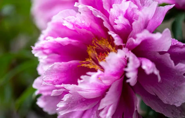 Flower, drops, macro, pink, peony
