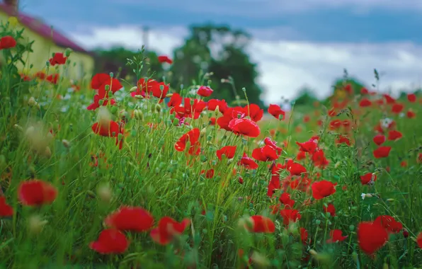 Summer, the sky, flowers, red, Mac, Maki, home, meadow