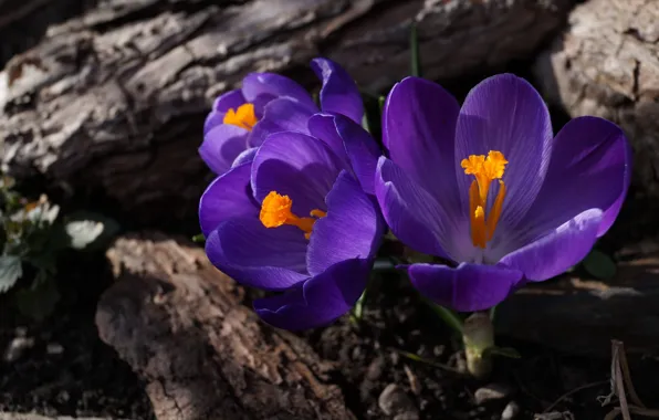 Macro, flowers, tree, glade, spring, purple, crocuses, log