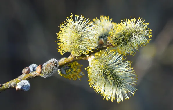 Macro, branches, nature, pollen, spring, flowering, Verba, IVA