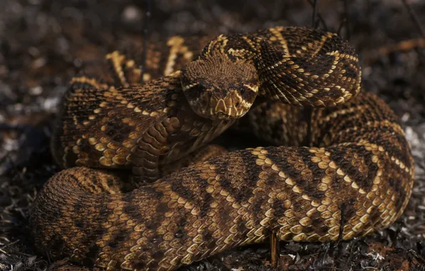 Nature, background, snake