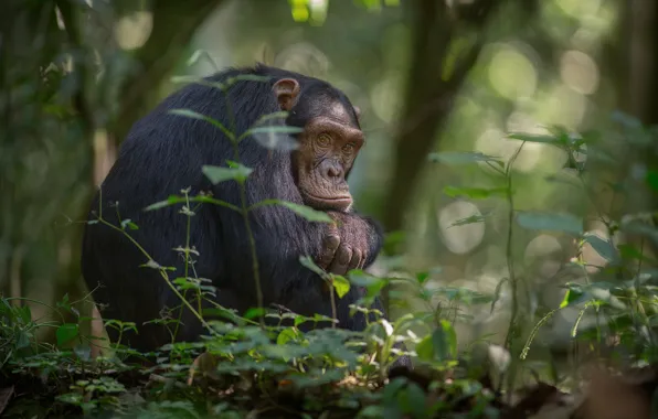 Trees, foliage, jungle, monkey, Africa, bokeh, chimpanzees, southern Uganda