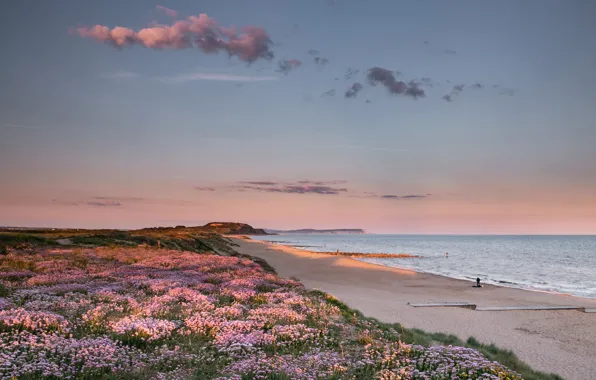 Sand, sea, beach, the sky, the sun, clouds, flowers, dawn