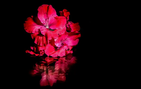 Water, flowers, reflection, bright, black background