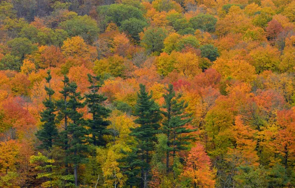 Autumn, forest, trees, spruce, slope