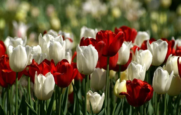 Picture field, nature, tulips