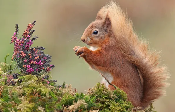 Background, moss, protein, red, Heather